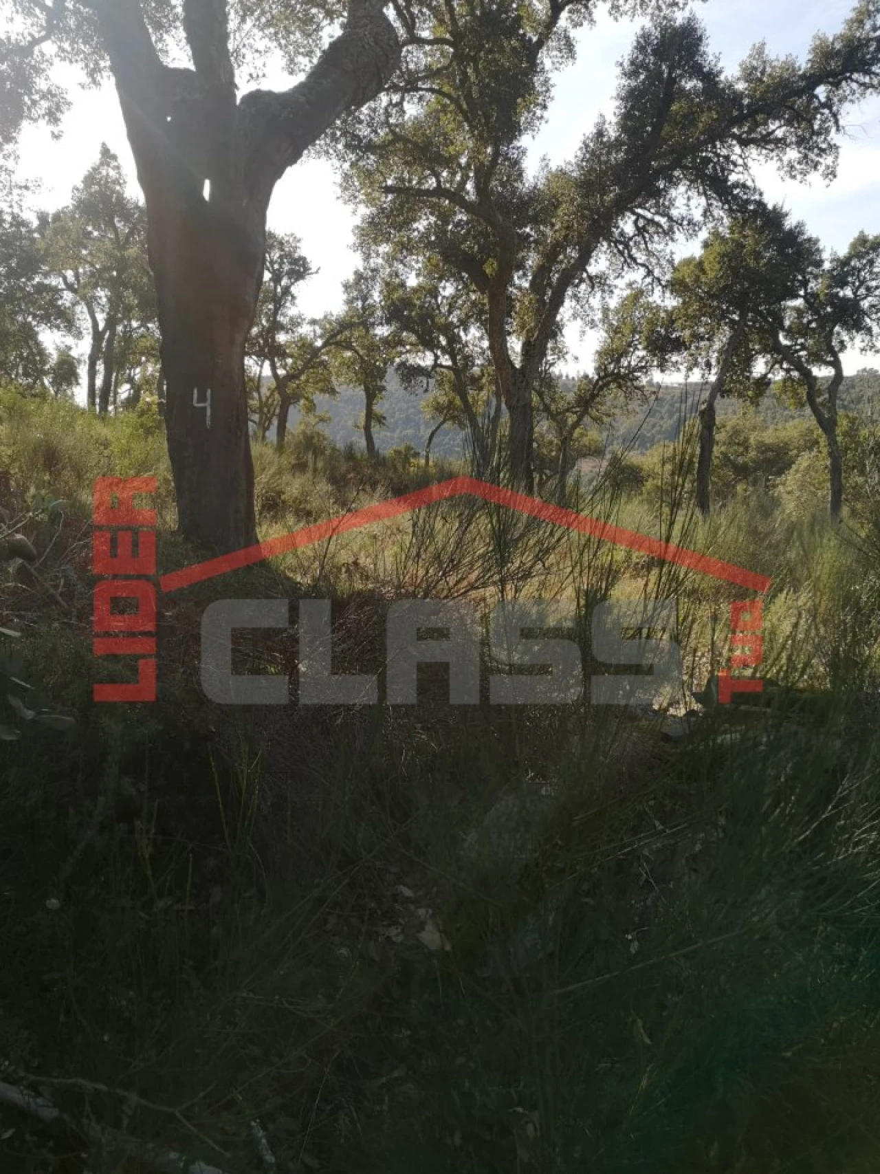Terreno Agricola ou Rústico para Venda em Castro Vicente Foto 16