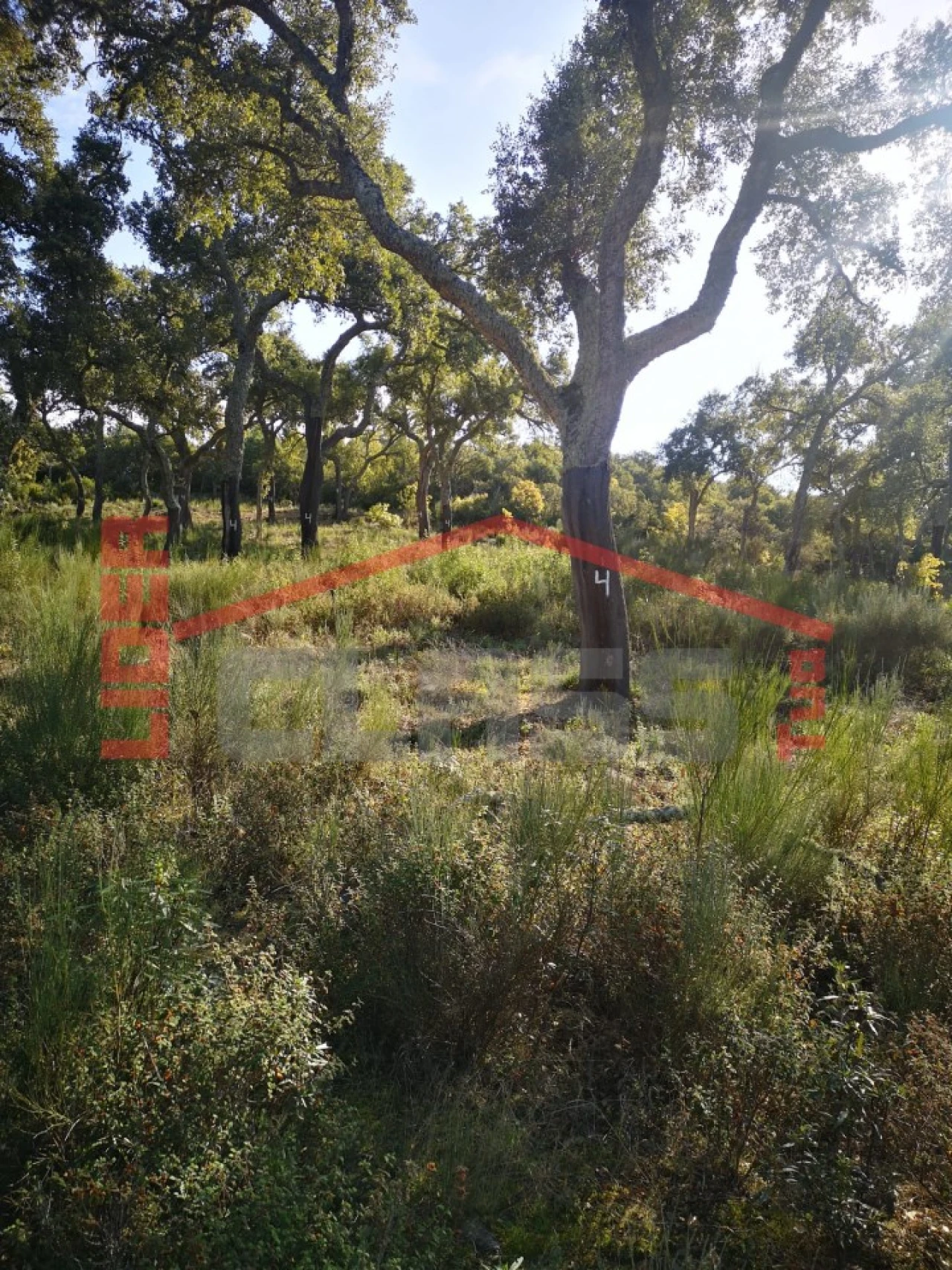 Terreno Agricola ou Rústico para Venda em Castro Vicente Foto 17