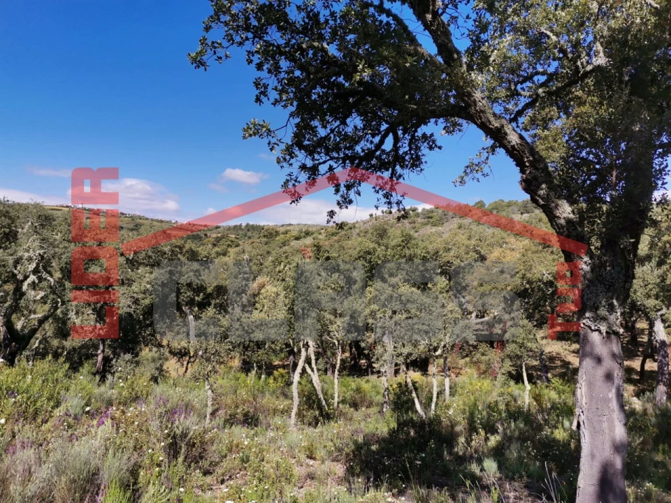 Terreno Agricola ou Rústico para Venda em Castro Vicente Foto 18