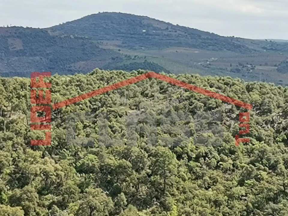 Terreno Agricola ou Rústico para Venda em Castro Vicente Foto 2