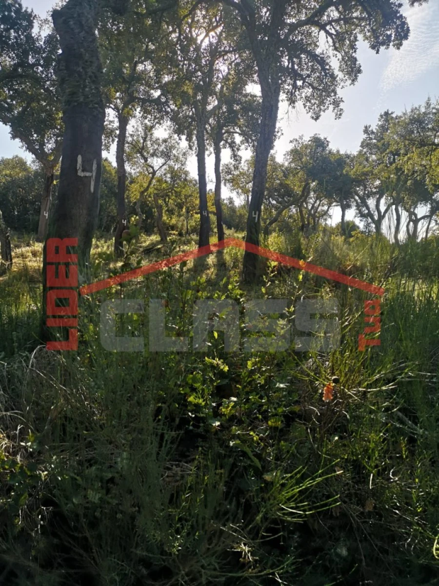 Terreno Agricola ou Rústico para Venda em Castro Vicente Foto 13