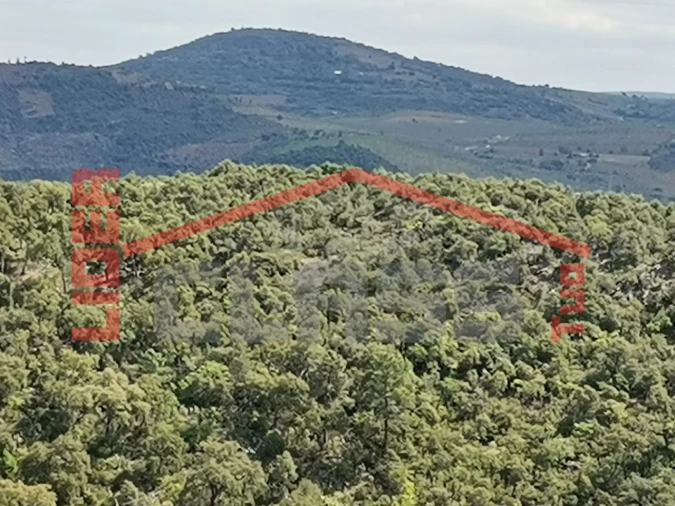 Terreno Agricola ou Rústico para Venda em Castro Vicente Foto 2