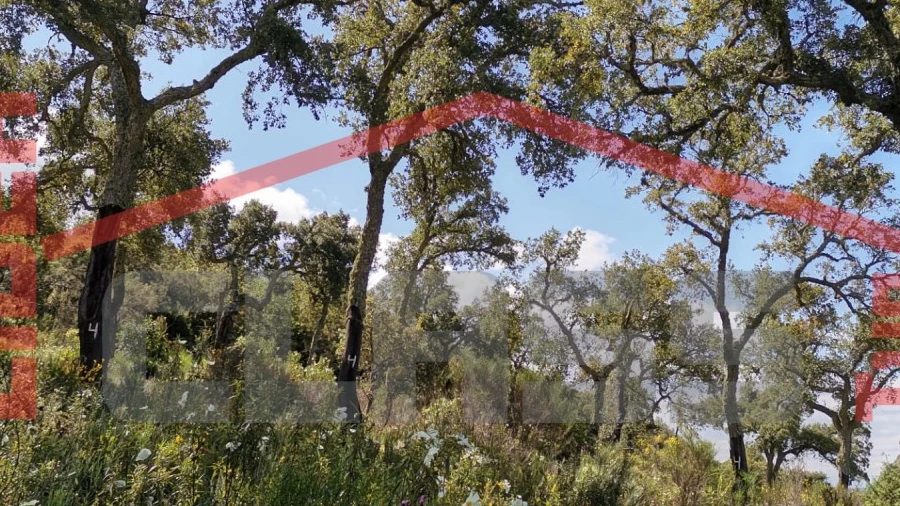 Terreno Agricola ou Rústico para Venda em Castro Vicente
