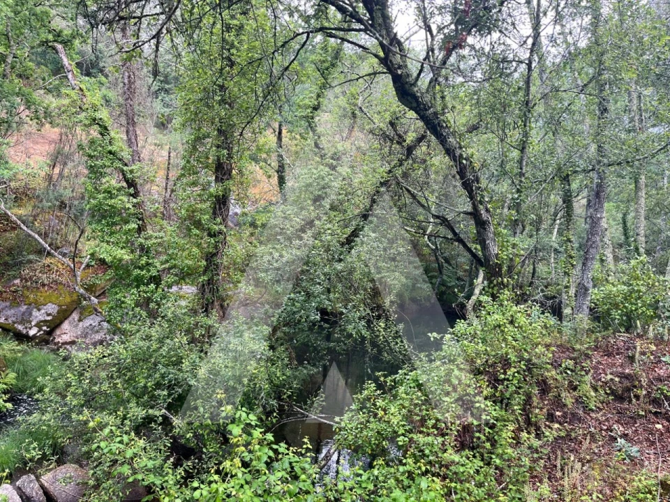 Quinta para Venda em Parada de Gonta Foto 3