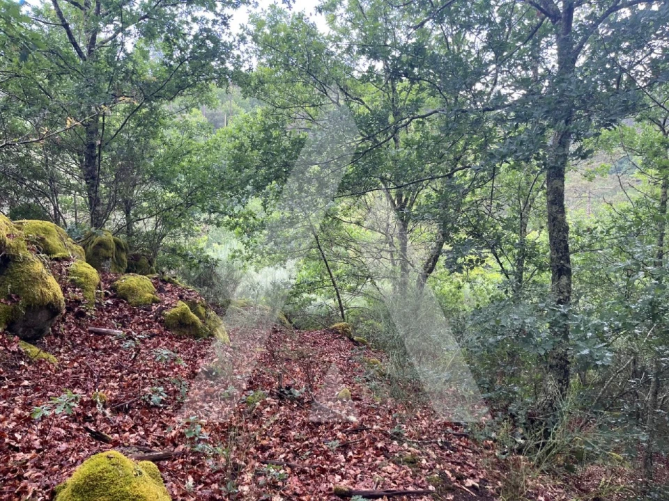 Quinta para Venda em Parada de Gonta Foto 10