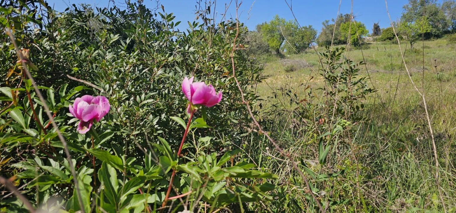 Terreno para Venda em Paderne Foto 5