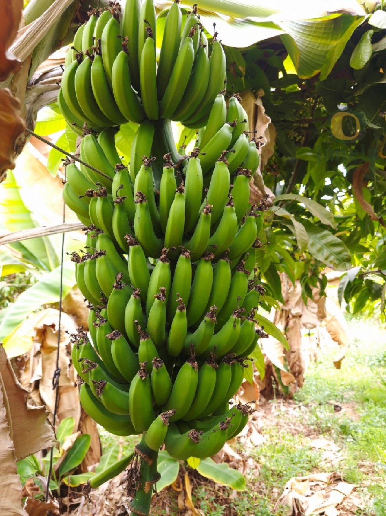 Quinta T5 para Venda em Pechão Foto 7