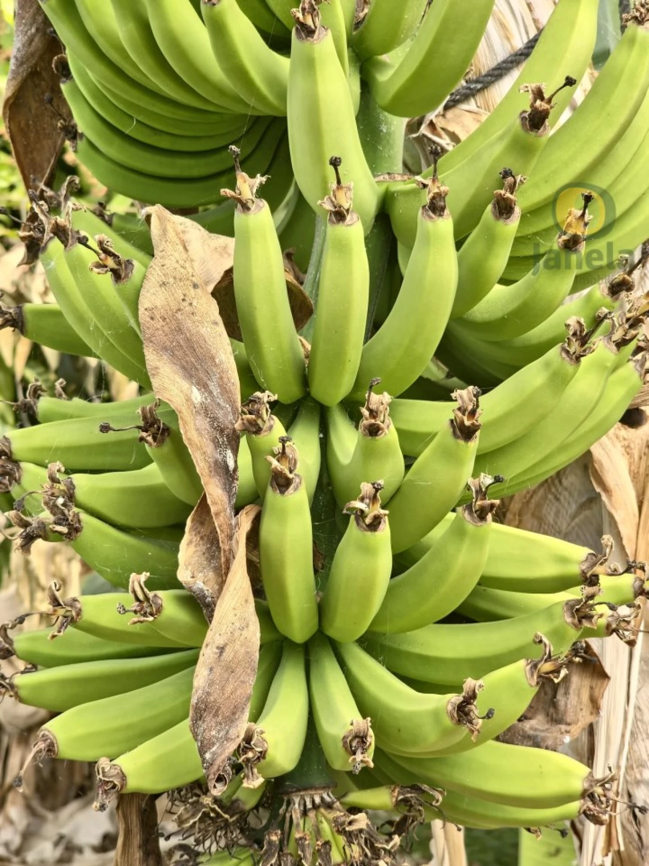 Quinta T5 para Venda em Pechão Foto 8