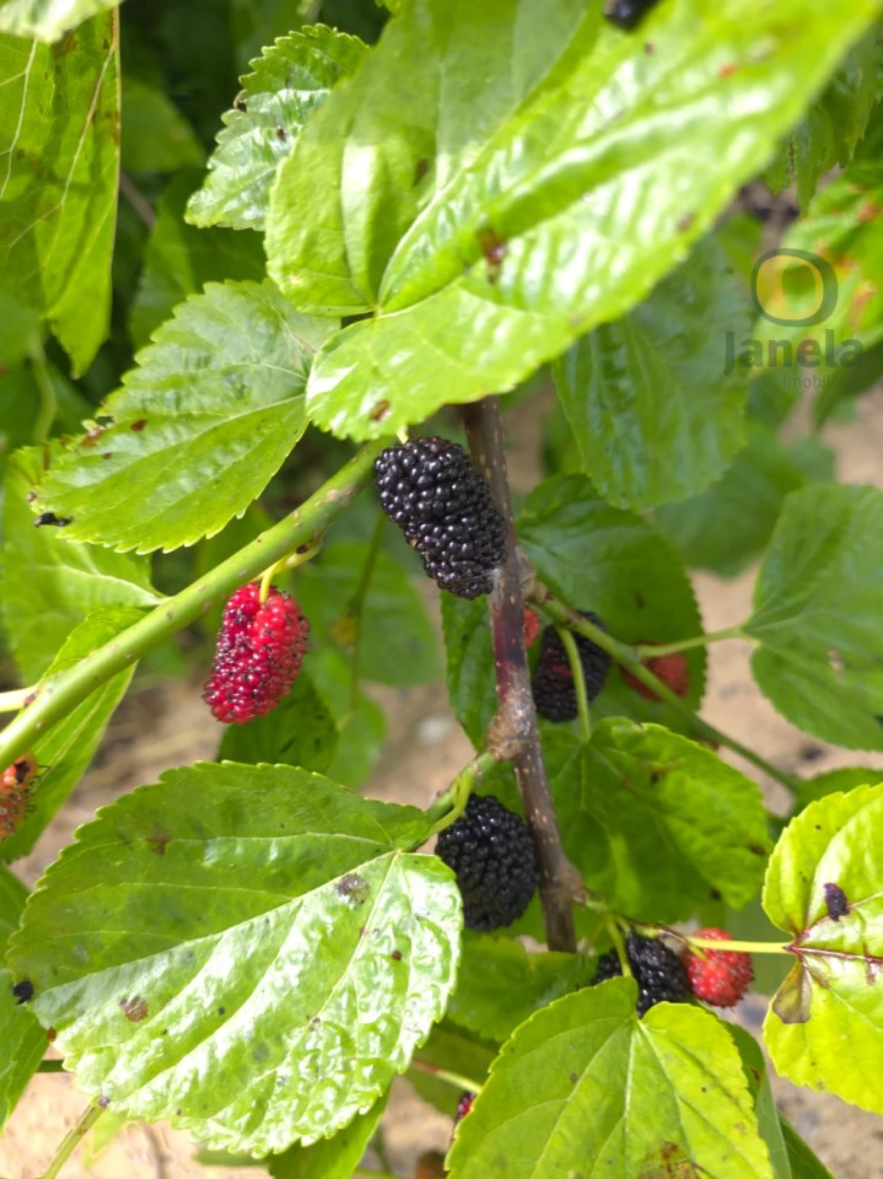 Quinta T5 para Venda em Pechão Foto 12