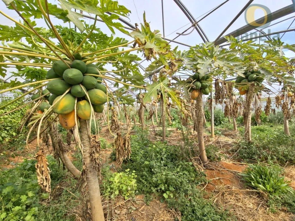 Quinta T5 para Venda em Pechão Foto 2