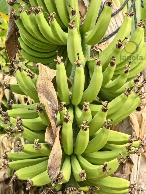 Quinta T5 para Venda em Pechão