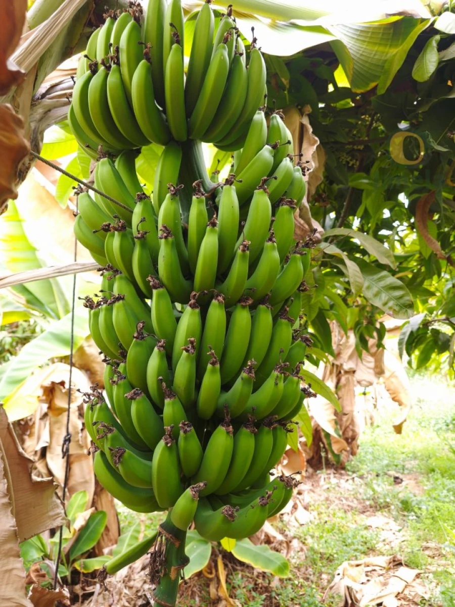 Quinta T5 para Venda em Pechão Foto 7
