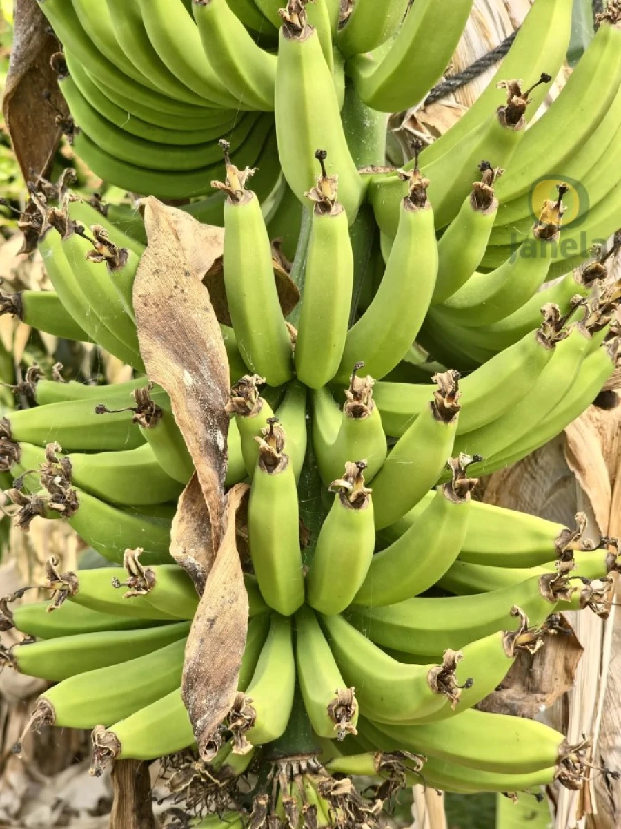 Quinta T5 para Venda em Pechão Foto 8