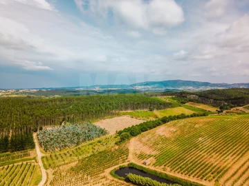 Terreno para Venda em Bombarral e Vale Covo