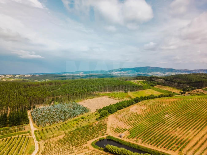 Terreno para Venda em Bombarral e Vale Covo Foto 12