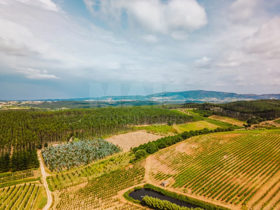 Terreno para Venda em Bombarral e Vale Covo Foto 12
