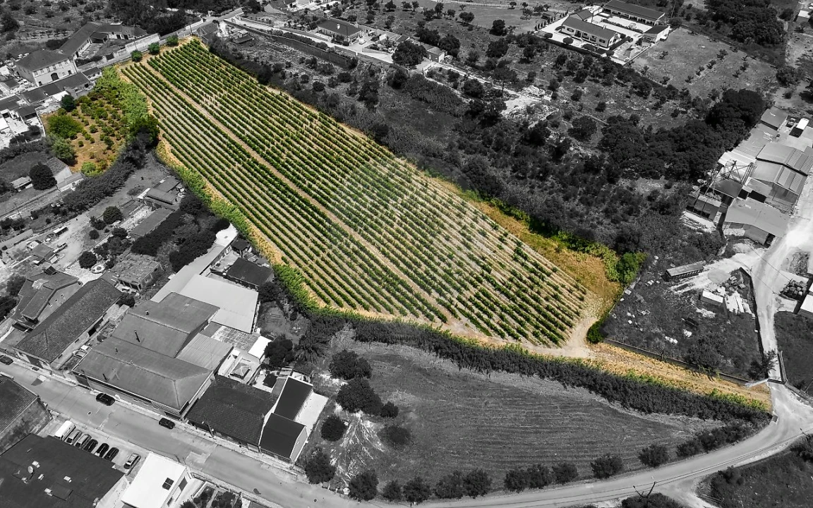 Terreno para Venda em Cartaxo e Vale da Pinta Foto 2
