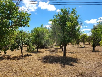 Terreno para Venda em Cartaxo e Vale da Pinta