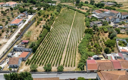 Terreno para Venda em Cartaxo e Vale da Pinta