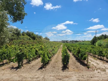 Terreno para Venda em Cartaxo e Vale da Pinta