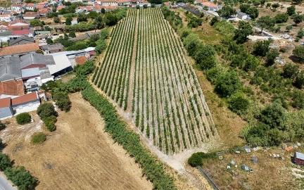 Terreno para Venda em Cartaxo e Vale da Pinta