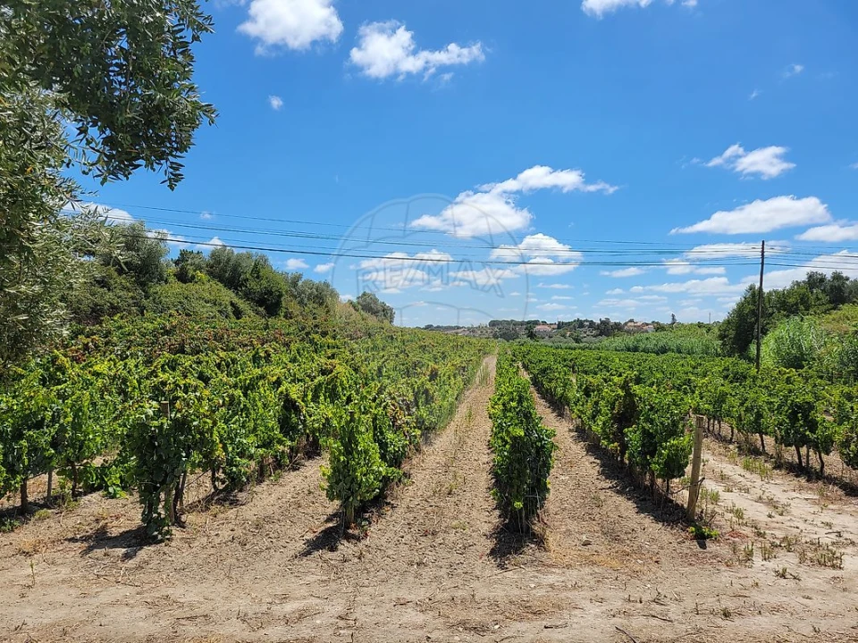 Terreno para Venda em Cartaxo e Vale da Pinta Foto 25