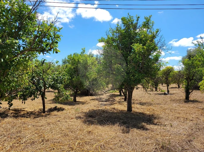 Terreno para Venda em Cartaxo e Vale da Pinta Foto 26