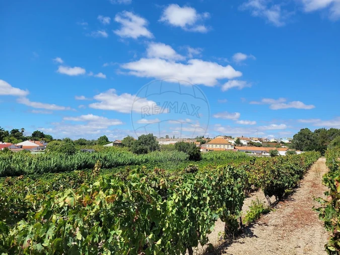 Terreno para Venda em Cartaxo e Vale da Pinta Foto 23