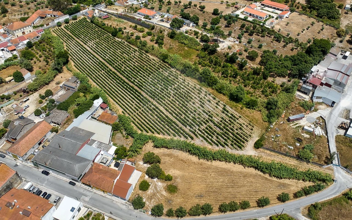 Terreno para Venda em Cartaxo e Vale da Pinta Foto 6