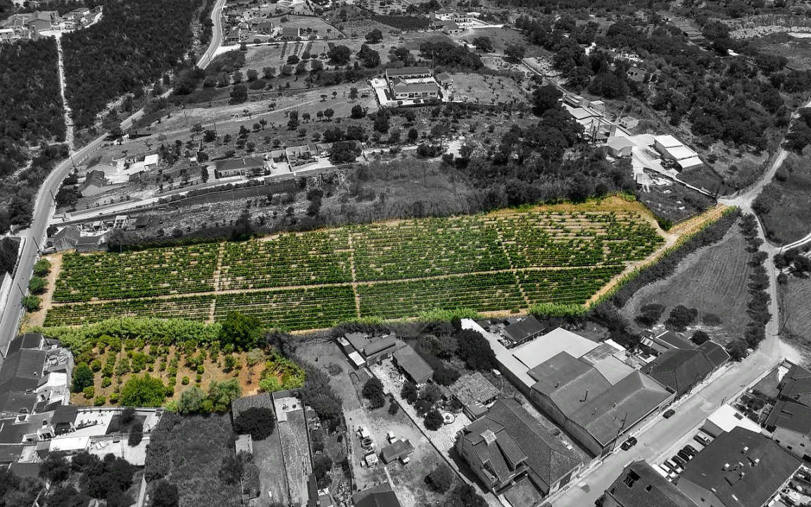 Terreno para Venda em Cartaxo e Vale da Pinta Foto 10