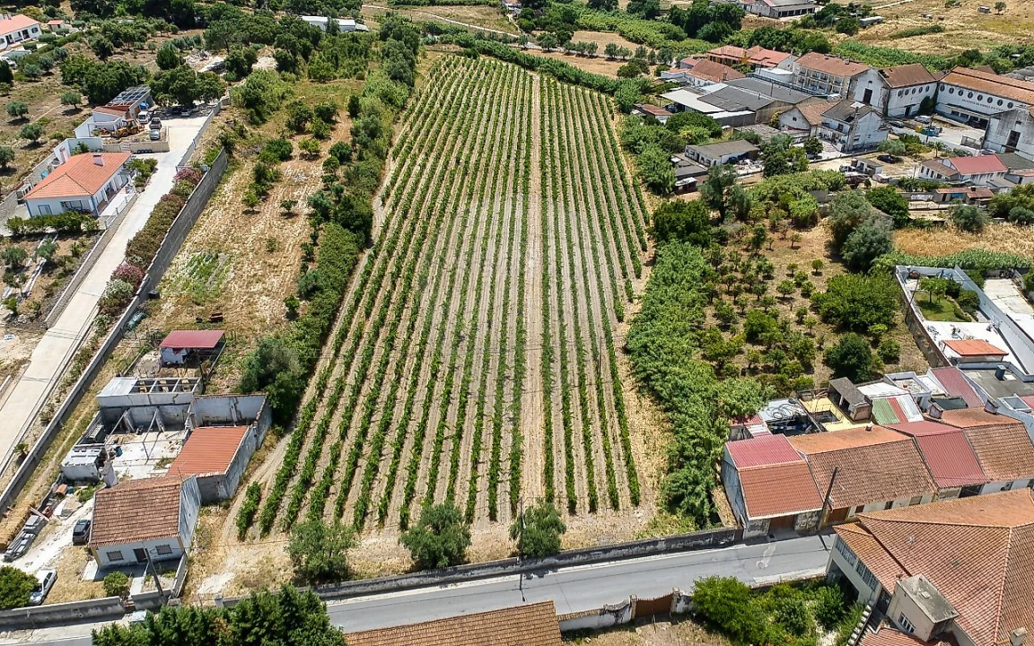 Terreno para Venda em Cartaxo e Vale da Pinta Foto 18