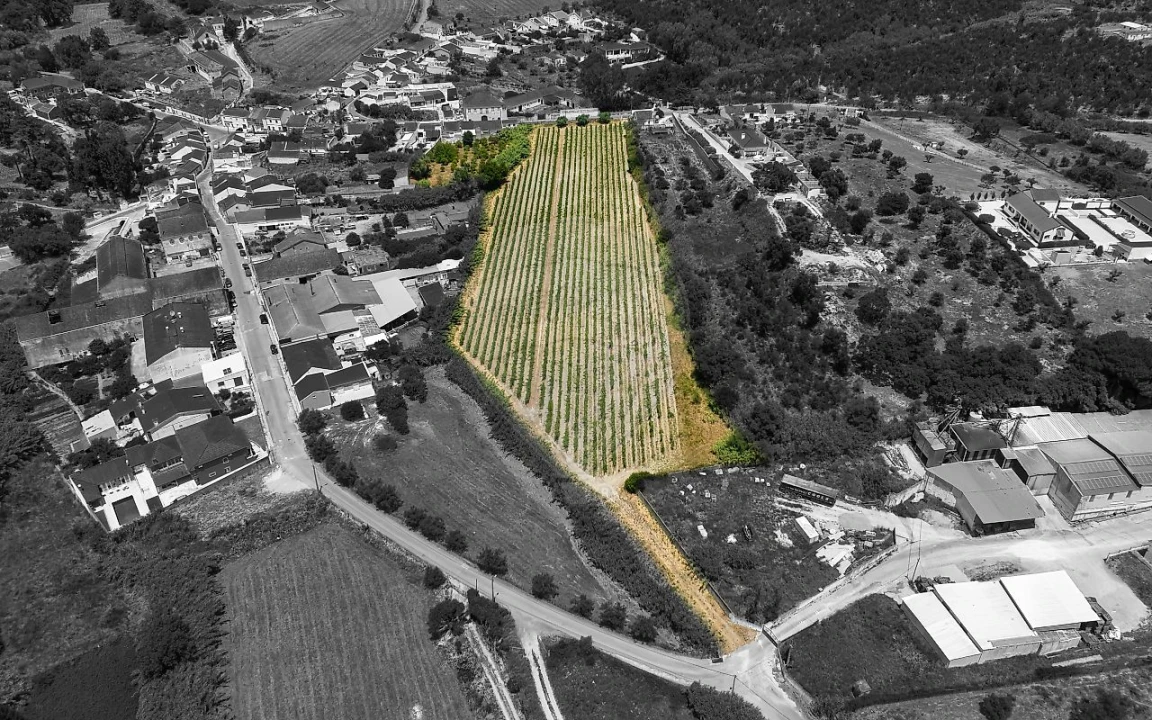 Terreno para Venda em Cartaxo e Vale da Pinta Foto 1