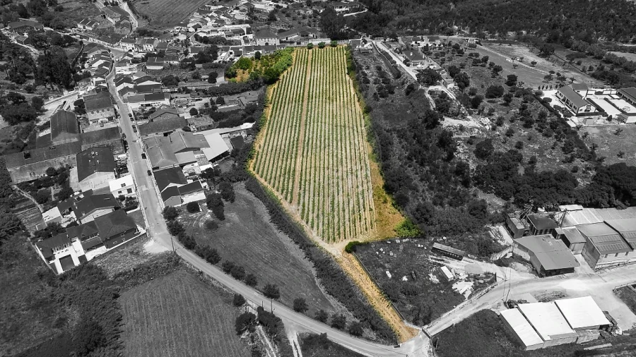 Terreno para Venda em Cartaxo e Vale da Pinta
