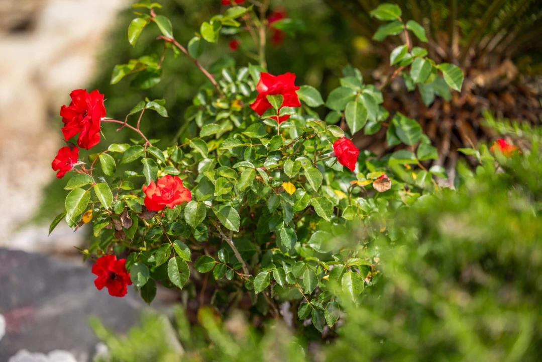 Moradia T3 para Venda em São Brás de Alportel Foto 25
