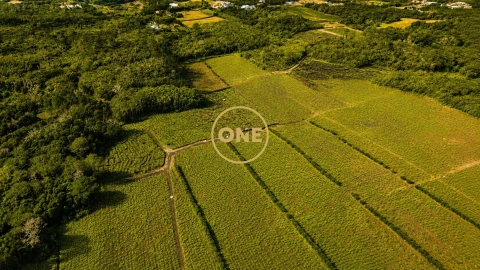 Terreno para Venda em Madalena