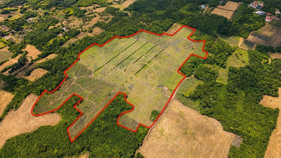 Terreno para Venda em Madalena