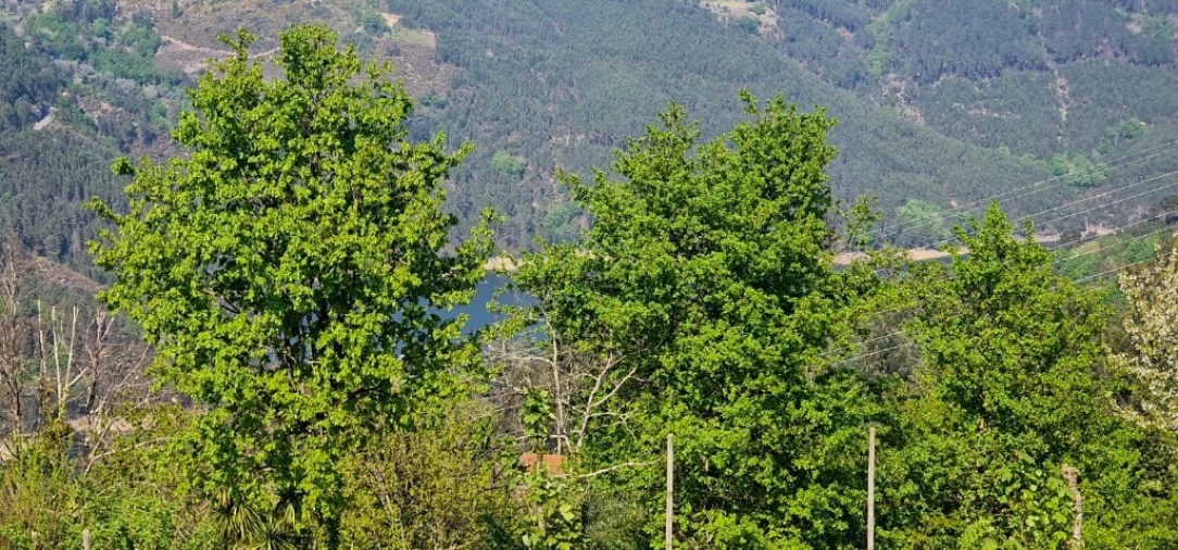 Moradia T3 para Venda em Salamonde Foto 40