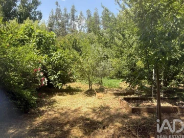 Terreno para Venda em São Martinho das Amoreiras