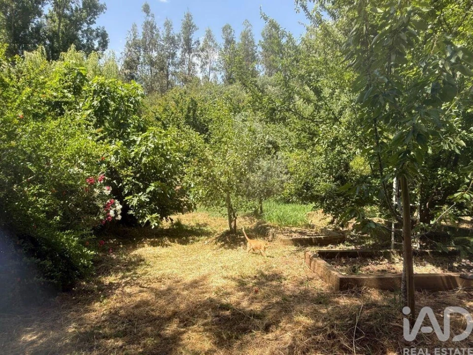 Terreno para Venda em São Martinho das Amoreiras Foto 33