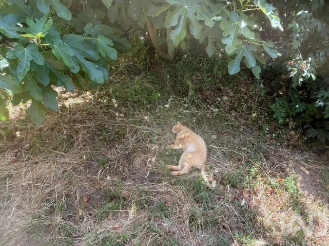 Terreno para Venda em São Martinho das Amoreiras Foto 34