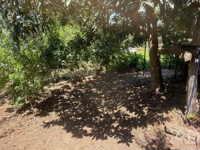 Terreno para Venda em São Martinho das Amoreiras Foto 25
