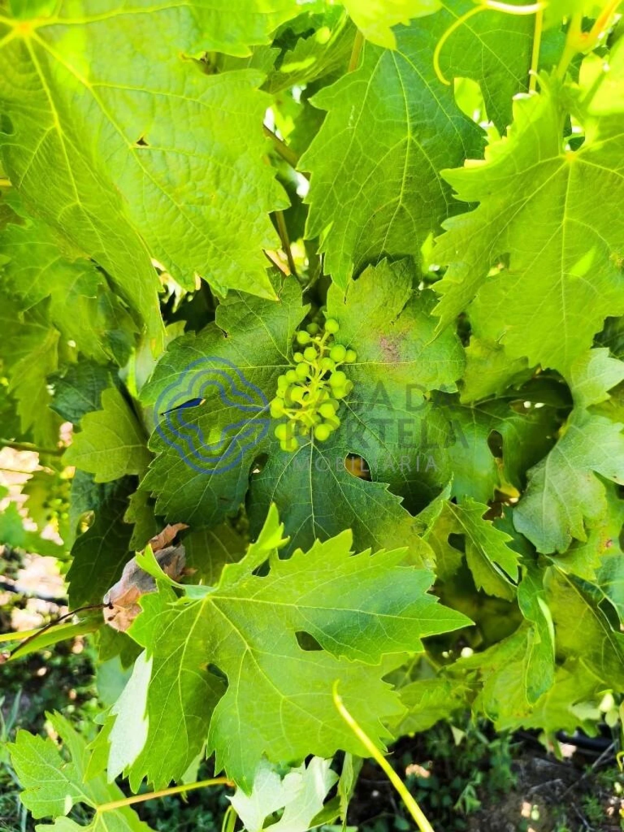 Terreno para Venda em Três Povos Foto 15