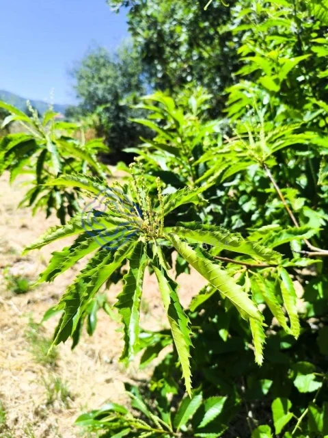 Terreno para Venda em Três Povos