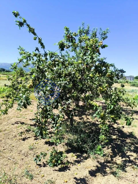 Terreno para Venda em Três Povos