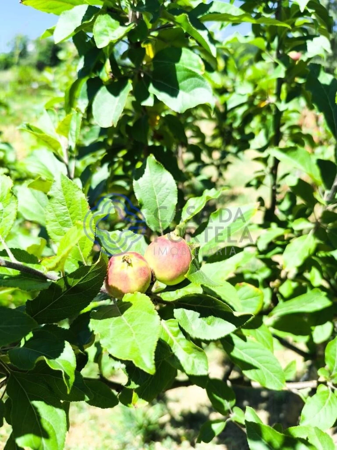 Terreno para Venda em Três Povos Foto 13