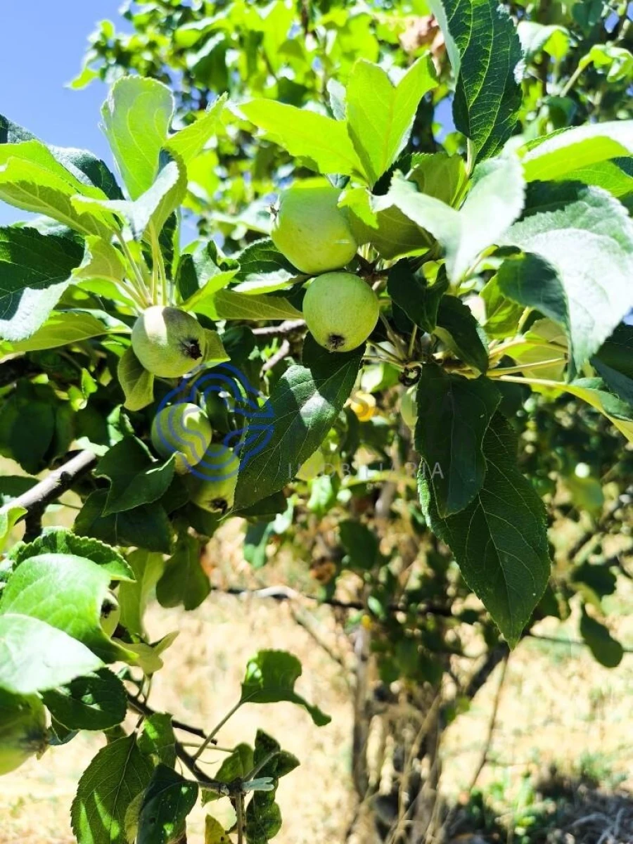 Terreno para Venda em Três Povos Foto 11