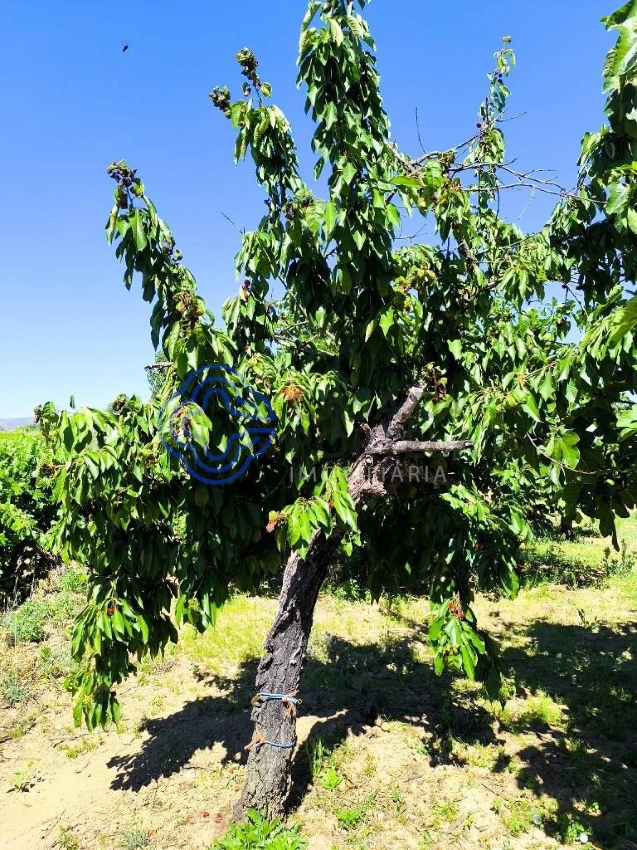 Terreno para Venda em Três Povos Foto 26