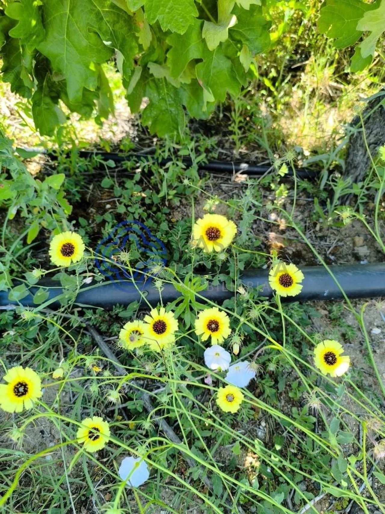 Terreno para Venda em Três Povos Foto 21