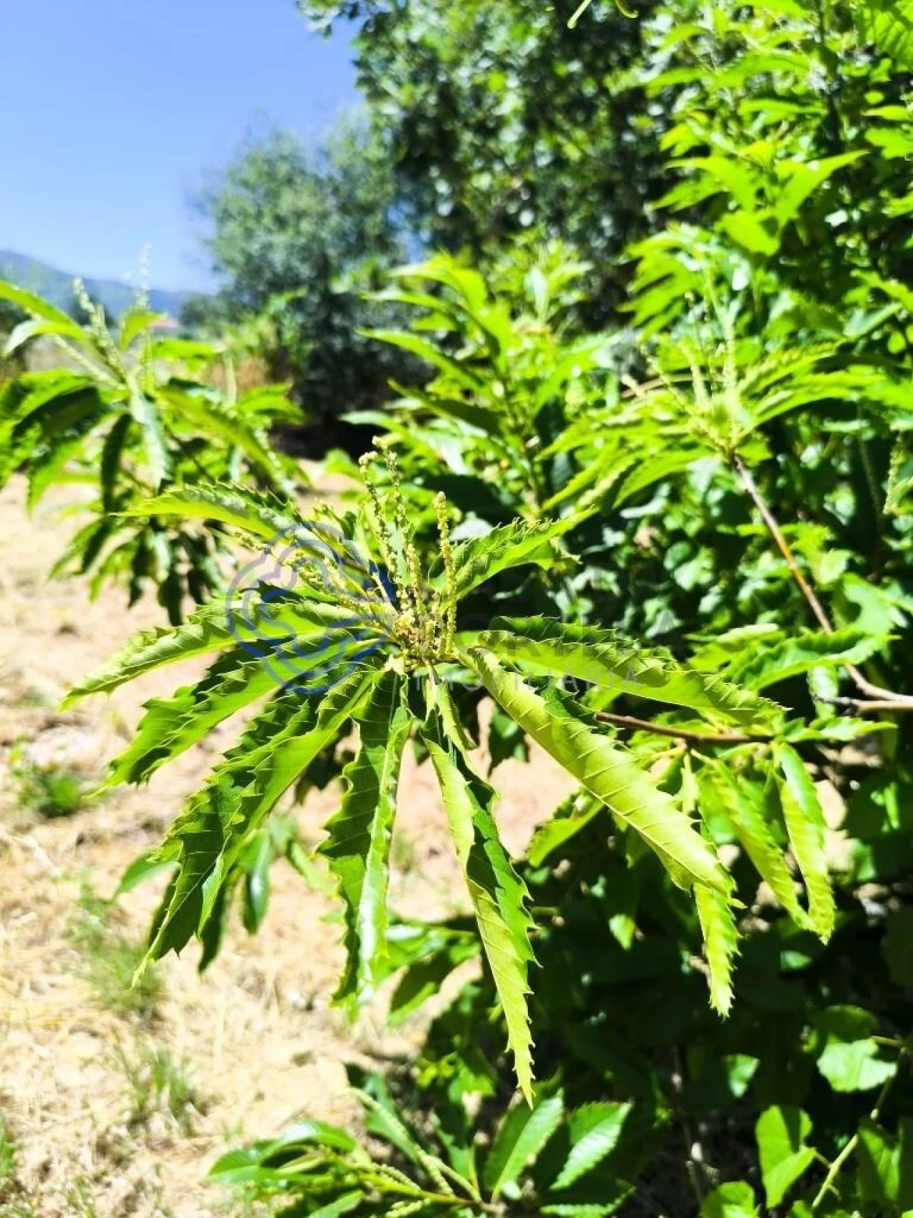 Terreno para Venda em Três Povos Foto 10