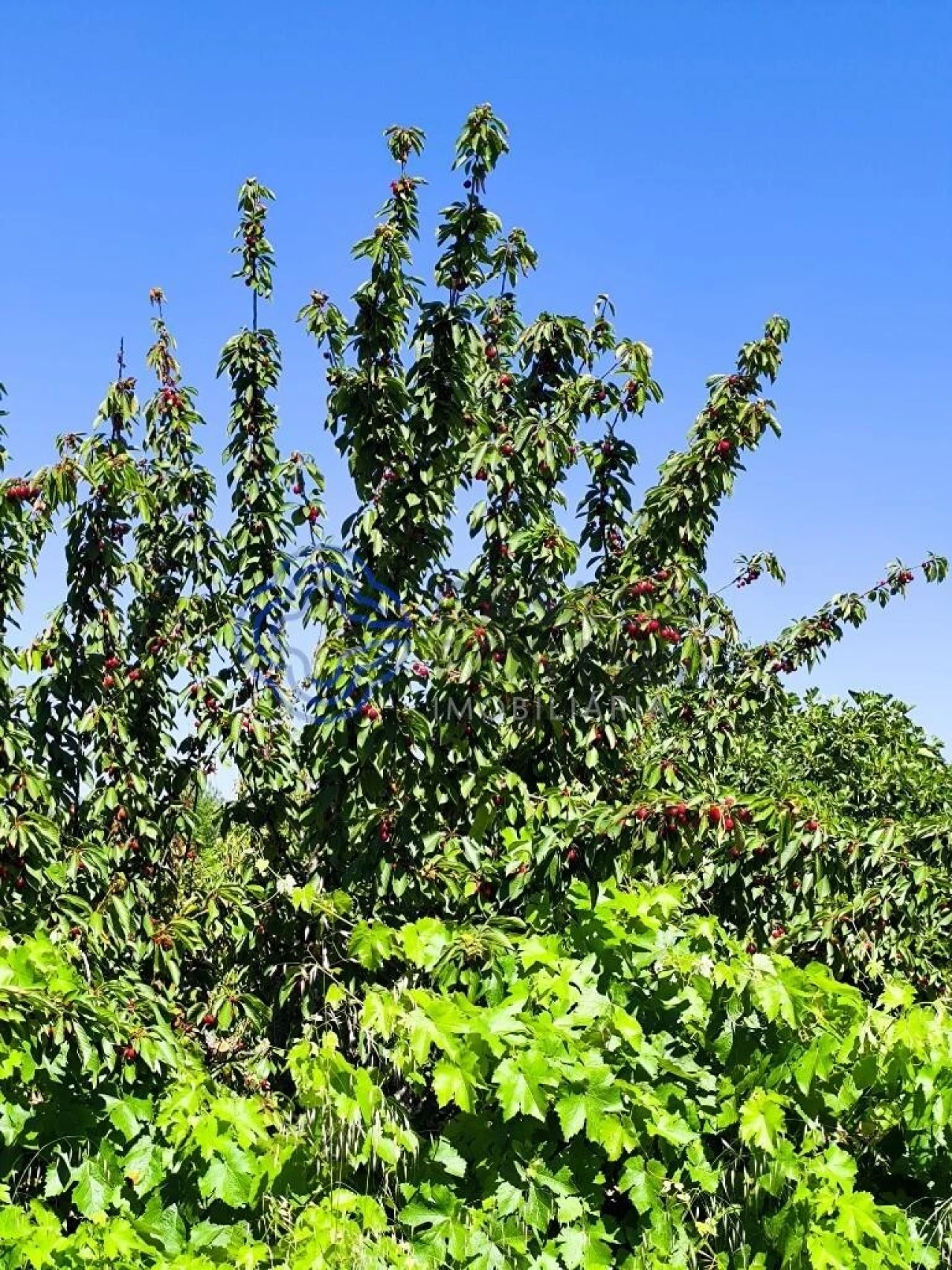 Terreno para Venda em Três Povos Foto 28